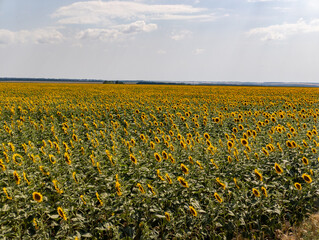 A field of sunflowers in the middle of a field of green grass