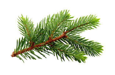Close-up of a vibrant green fir branch.  Sharp, needle-like leaves densely cover the branch.  Russet-brown stem.  Isolated against a black background
