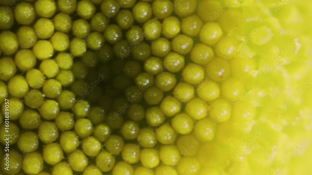 Poster chamomile blossom inner part under microscope fractal pattern