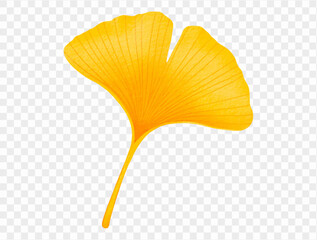 Yellow ginkgo leaf watercolor clipart for seasonal design vector.
