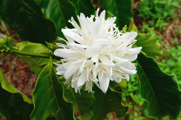 Coffee tree blossom with white color flower close up view                                                                               