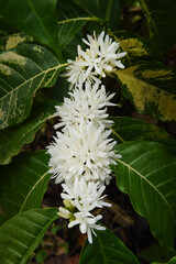 Coffee tree blossom with white color flower close up view                                                                               