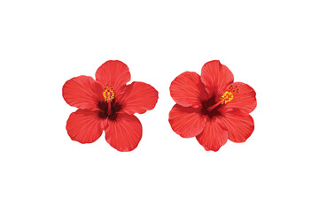 Red Hibiscus Flowers Vector Realistic Red Hibiscus Blooms Isolated on White