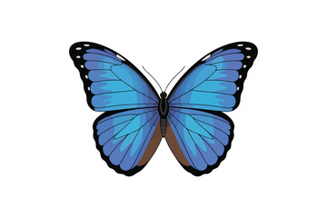 Blue Butterfly Vector Illustration Beautiful Blue Morpho Butterfly Graphic