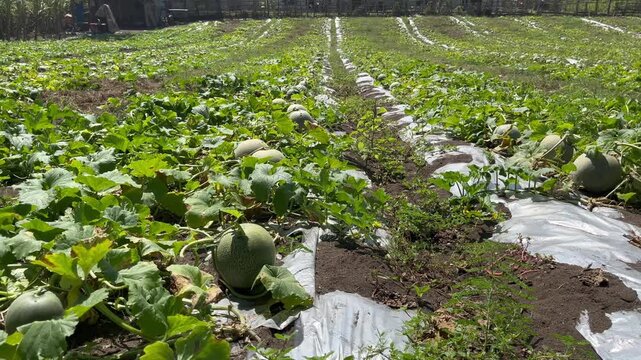  Melon Fruit Growing on Field in Farming Area