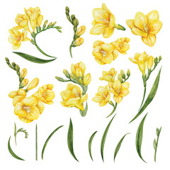Elements of Yellow freesia flower set hand draw watercolor. EPS file isolated on white background.