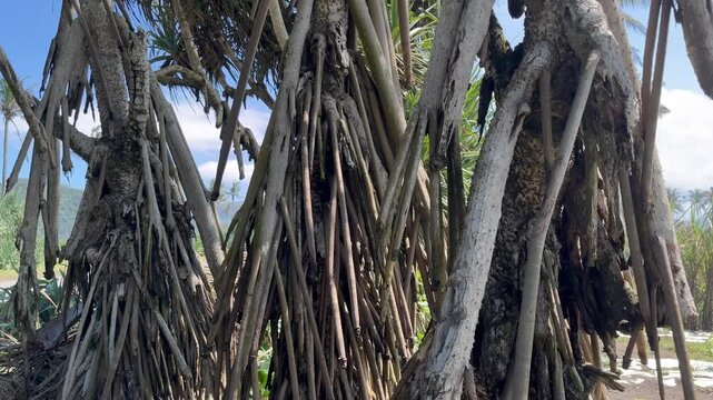Pandanus Tree (Tahitian Screwpine) Growing Near the Beach