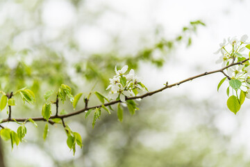 White blossoming apple trees with rain drops