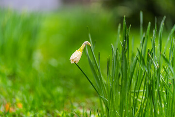 Delicate terry white-yellow narcissus flower close-up with rain drops. Spring flowers primroses are a white narcissus flower in a green garden in natural conditions