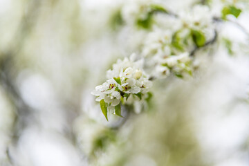 White blossoming apple trees with rain drops