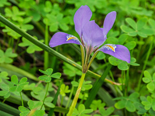 Algerian Iris Growing In Bright Oxalis