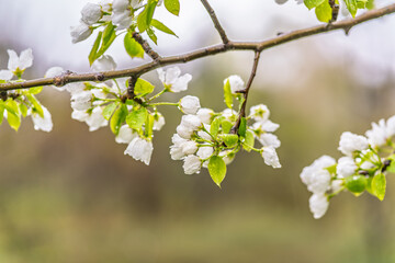 White blossoming apple trees with rain drops