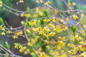 Forsythia with rain drops. Blooming forsythia bush. Yellow flower on a branch of forsythia.