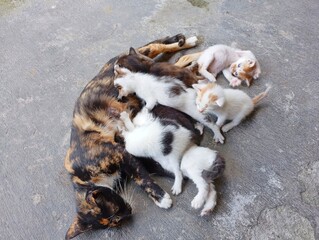 Mother Cat Nursing Her Kittens. Tortoiseshell Cat with Her Newborn Litter. Cat Family Feeding on...