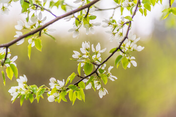 White blossoming apple trees with rain drops