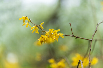 Forsythia with rain drops. Blooming forsythia bush. Yellow flower on a branch of forsythia.