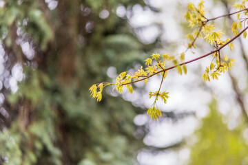 Forsythia with rain drops. Blooming forsythia bush. Yellow flower on a branch of forsythia.