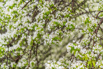 White blossoming apple trees with rain drops