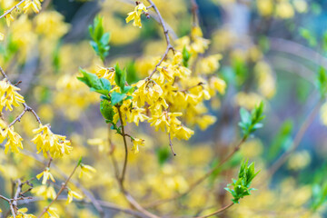 Forsythia with rain drops. Blooming forsythia bush. Yellow flower on a branch of forsythia.