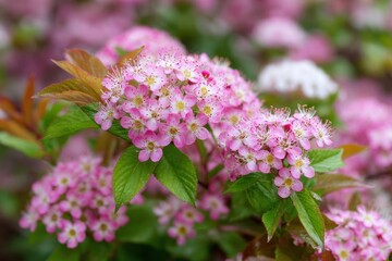 Obraz premium Japanese spiraea in the spring garden