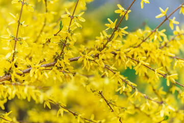 Forsythia with rain drops. Blooming forsythia bush. Yellow flower on a branch of forsythia.