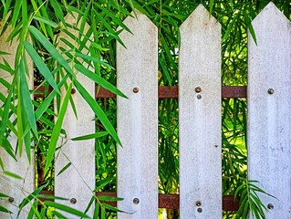 White Picket Fence and Bamboo Leaves. Green Bamboo Growing Behind a Fence. Rustic Garden Fence with Green Foliage. Close-up of a White Fence and Nature. Wooden Fence in a Bamboo Garden