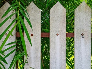 White Picket Fence and Bamboo Leaves. Green Bamboo Growing Behind a Fence. Rustic Garden Fence with...