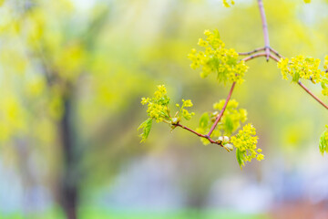 Blooming Norway Maple, Acer platanoides, in beautiful light