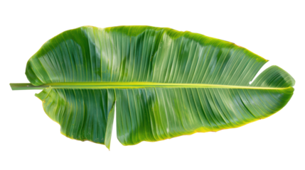 Banana palm leaf isolate on transparency background