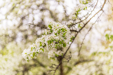 White blossoming apple trees with rain drops