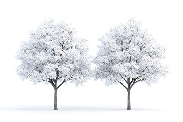 Naklejka premium Two flowering trees with white blossoms in full bloom against white background illustration