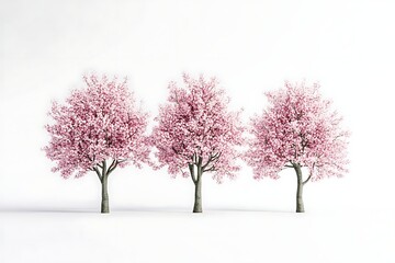 Obraz premium Three cherry blossom trees in full bloom on a white background, spring nature theme
