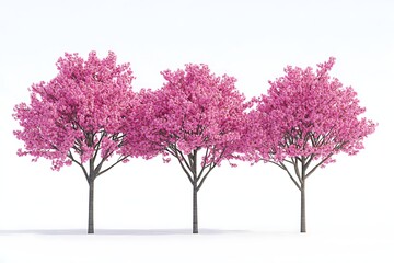 Three cherry blossom trees isolated on white background in full bloom, spring flowering
