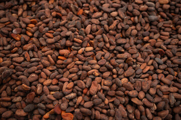 Raw cocoa beans from cacao fruit which are then turned into chocolate. Papua beans from Indonesia
