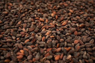 Raw cocoa beans from cacao fruit which are then turned into chocolate. Papua beans from Indonesia