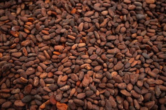 Raw cocoa beans from cacao fruit which are then turned into chocolate. Papua beans from Indonesia