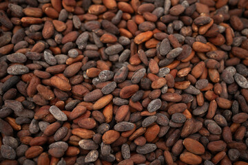 Raw cocoa beans from cacao fruit which are then turned into chocolate. Papua beans from Indonesia