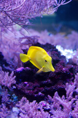 tropical fish in aquarium