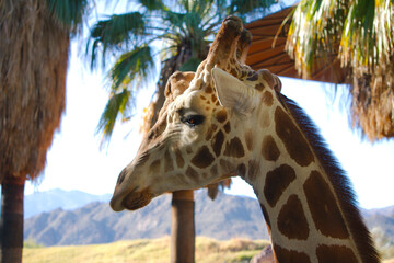 portrait of a giraffe