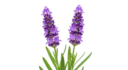 Obraz premium Two Lavender Sprigs Isolated On Black