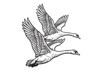 Graceful vector illustration of two swans in flight, capturing their elegance and movement with feathered wings. Birds.