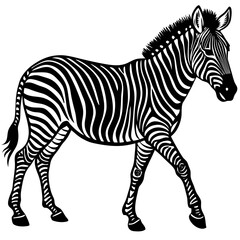 zebra vector illustration