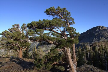 Juniper tree in the Sierra Mts