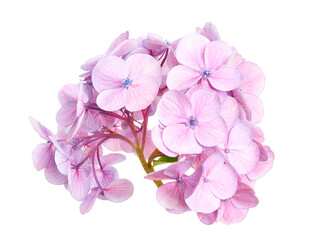 Naklejka premium Hydrangea flower, Hydrangea macrophylla, isolated on white background, with clipping path 