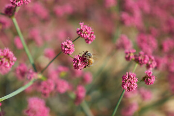 bee on flower