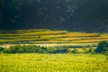 A close-up view of a golden, ripening rice field ready for harvest under soft sunlight, showcasing...