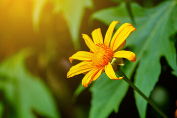 Close-up of a bright yellow Mexican sunflower (Tithonia diversifolia) set against a backdrop of rich green textured leaves, in Indonesia.