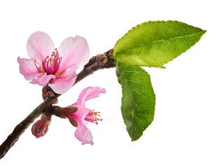 Peach flower with leaves, Prunus persica flowers, Peach blossoms isolated on white background, with...