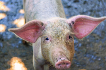 A curious pink piglet with large ears looks directly at the camera in a rural farm setting in...