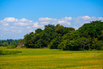 Vibrant green and golden rice fields with lush trees under a clear blue sky in Porsea Toba, North Sumatra. Showcases rich agricultural land.